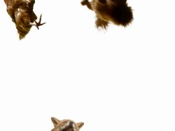 Chickens and Fox from below Stock Footage