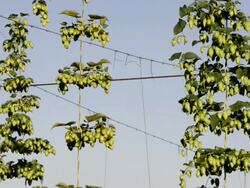 MS Shot of Hop cones in hop garden (Humulus lupulus) / Mainburg, Hallertau, Bavaria, Germany Stock Footage