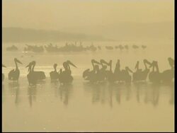 MS Pan right, Silhouetted Pelicans in water against dawn fog, Israel Stock Footage