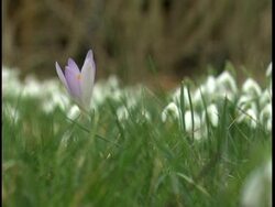 single crocus Stock Footage