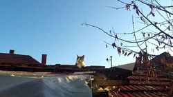 cat on the roof Stock Footage