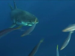 Medium Long Shot pan-right - A great white shark swims past a school of fish. Stock Footage