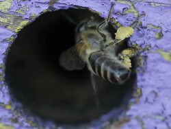 Honey Bees at the entrance Stock Footage