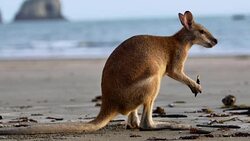 Kangaroo on the beach Stock Footage
