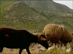 Sheep (Ovis aries) grazing, low angle, Cabo de Gata, Andalucia, Spain Stock Footage