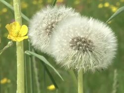 HD: White dandelion Stock Footage