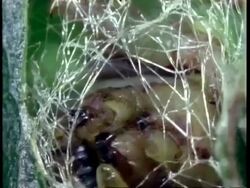 BCU Silkworm larvae, Bombyx mori, weaving silk Stock Footage
