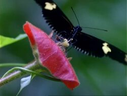 Butterfly, CU black/cream butterfly lands on red flower, feeds, flaps wings and flies off, Panama, Central America Stock Footage