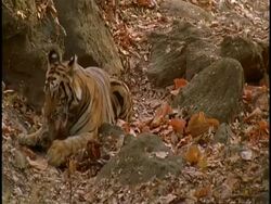 Royal Bengal Tiger (Panthera tigris tigris) chewing sambar head, Bandhavgarh National Park, India Stock Footage
