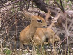 MS RF Shot of klipspringer sitting in field / Limpopo, South Africa Stock Footage