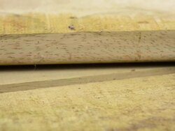 Scorpion Stock Footage