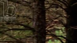 Men racing horses in the forest, 1908 - reenactment. Clip 2 Stock Footage