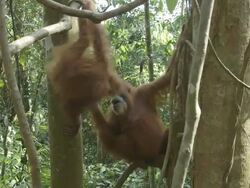 MS Orang utan mother and child eating / Bukit Lawang, North Sumatra, Indonesia Stock Footage