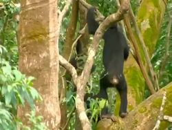 MS Two young chimps play fighting on branch, swinging on branches, chasing each other and hitting branch Stock Footage