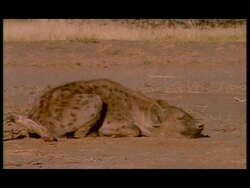 MS Spotted Hyena (Crocuta crocuta) asleep in sun, Botswana Stock Footage