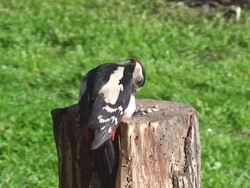 Great Spotted Woodpecker pt. 2/2 Stock Footage