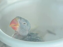 Baby Macaw Stock Footage