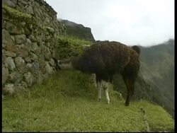Llama eating near terrace, Machu Picchu, MS, Peru Stock Footage