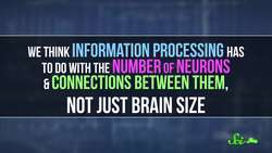 Your Sense of Smell Is Better Than You Think Instructional Video