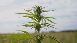 SLO MO Smoke blowing at the hemp plants Stock Footage