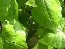 Zooming snail Stock Footage