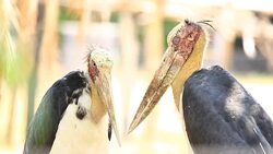Rooster crowing Stock Footage