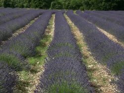 Lavender (Lavandula angustifolia) field, Ardeche, France. With butterflies Stock Footage