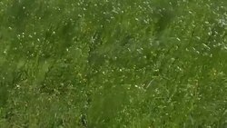 CLEAN : NYC areas sprayed with Zika-preventing larvicides News Clip