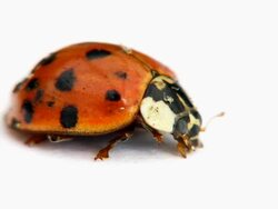 Ladybug Stock Footage