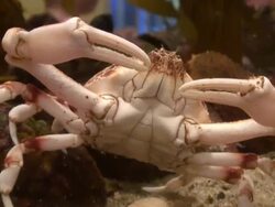 (HD1080i) Crab Walks Screen Left Stock Footage