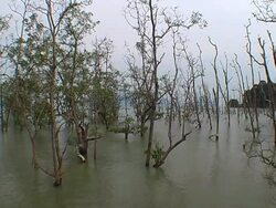 Mangroves Stock Footage