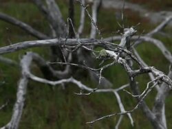 Climate Change Impacts South Florida Ecosystems Stock Footage