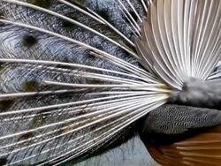 Peacock feathers beautiful bird. Stock Footage