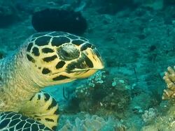 MS Shot of Single hawksbill turtle observing surroundings and feeding or foraging along reef covered with various sponge and coral / Sodwana Bay, KwaZulu Natal, South Africa Stock Footage