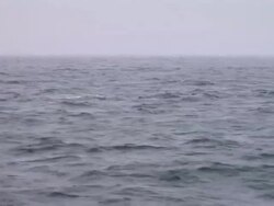 HD: Orcas Stock Footage