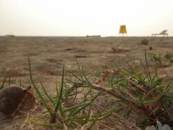 Hermit crab travelling Stock Footage