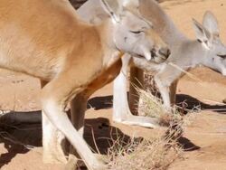 MS Two Kangaroos grazing / Northern Territory, Australia Stock Footage