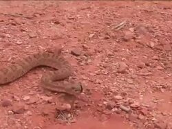 CU TS Great Basin Rattlesnake (Crotalus viridis lutosus) crawling in the dirt.  /Utah, USA Stock Footage