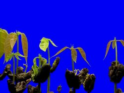 T/L Cocoa (Theobroma cacao) germination and growth against blue screen Stock Footage