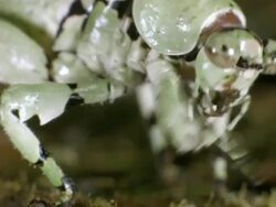 Lichen mimic katydid  (Machima sp.) in the Ecuadorian Amazon. Stock Footage