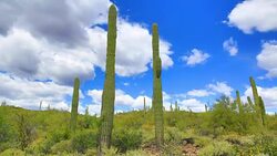 Sonoran desert time lapse Stock Footage