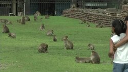 CLEAN : I wanna eat like you-oo-oo: Thai town lays on monkey banquet News Clip