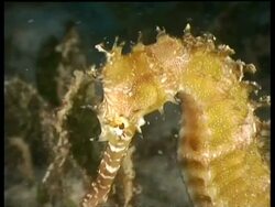 Thorny Seahorse, on sand amongst vegetation, attached to plant, Mabul, Borneo, Malaysia Stock Footage