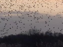 Massive starling flock mid shot Stock Footage