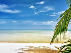 Sea and palm tree Stock Footage