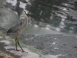 Heron walking the shore Stock Footage