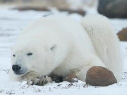 MS Polar bear sleeping on snowy landscap / Churchill, Manitoba, Canada Stock Footage
