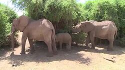 CLEAN : Kenyan conservationists build jumbo elephant fence News Clip