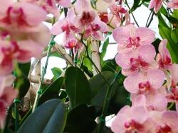 Dolly shot, Orchid Flowers Stock Footage