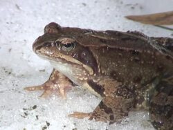 Frog on the snow Stock Footage